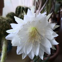 山倉さ実（さじつ）