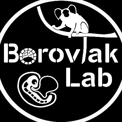 The Boroviak Lab