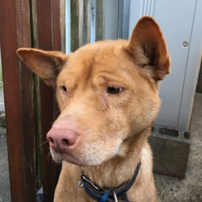 Natsu@柴小僧オヤツ係