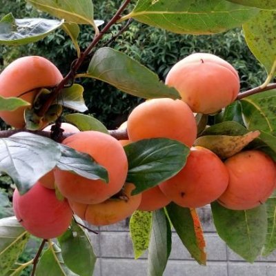 滝沢陽三（TAKIZAWA Yozo）