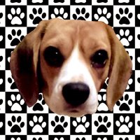 はっしっし〜@ケメコ