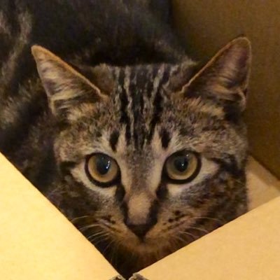 ねこのいももち