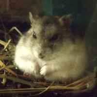 MissZodiac_R 山梨1区南関東ブロック