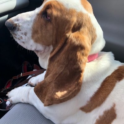 Rhonda and Bryan Harding with Donald and Bella 💜