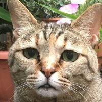 ぽんタブ │ NIPPON-BASHI SHOP HEADLINE │ 大阪・日本橋