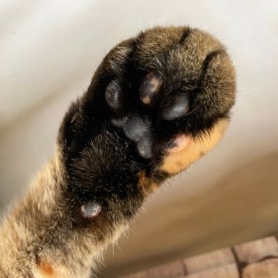 器用貧乏さん（くま）