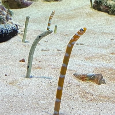 ✨ Re:KIyuU ✨🐻‍❄️🎨