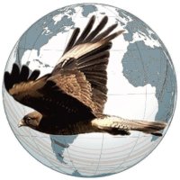 El Chimango del Sur 🇦🇷