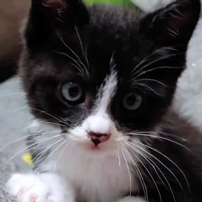 ゆきちのまゆげ