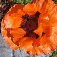 Wendy McClelland 🇨🇦