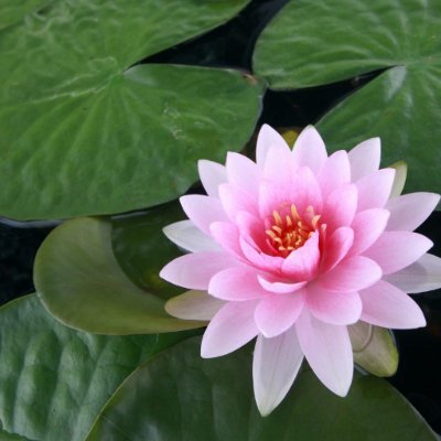 Lotus Trading & Finance