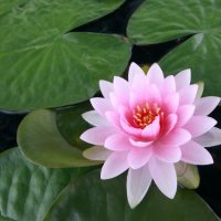 Lotus Trading & Finance