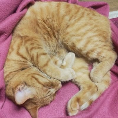 ぽんりんみかん