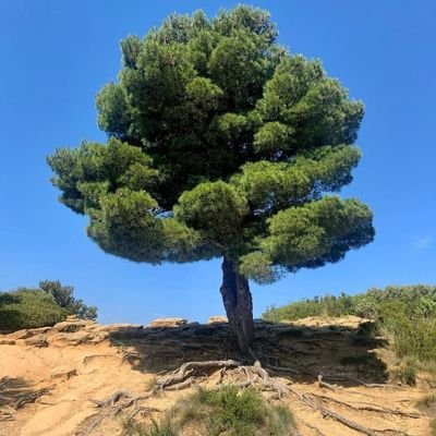 Cedre69 🇵🇸 🇱🇧 🇲🇫 🇸🇳