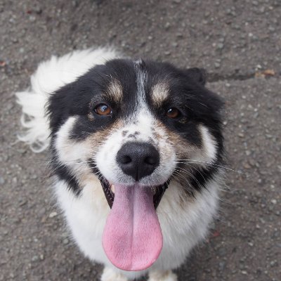 神奈川県動物愛護センター