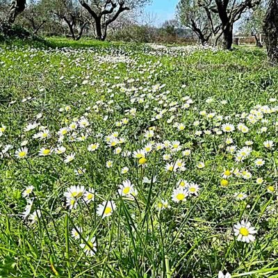 Dinafti | Unaffiliated Fan account | ❤️💜(Slow)