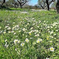 Dinafti | Unaffiliated Fan account | ❤️💜(Slow)