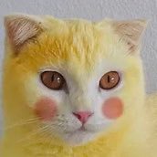 ☯︎𝚈𝙴𝙻𝙻𝙾𝚆𝙲𝙰𝚃🙀🌻