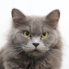 Kater Strohfahl 🎭 Satire-Account 😱