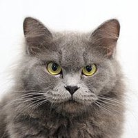 Kater Strohfahl 🎭 Satire-Account 😱