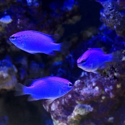 𓇼 𝖆𝖖𝖚𝖆 𝖍𝖔𝖑𝖎𝖈 𓇼