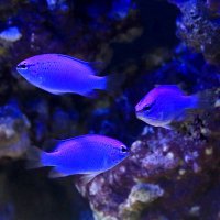 𓇼 𝖆𝖖𝖚𝖆 𝖍𝖔𝖑𝖎𝖈 𓇼