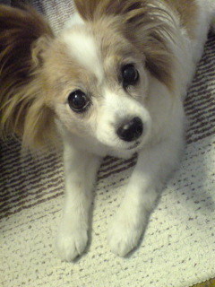 如月翔 ＠日本橋小伝馬町（生まれと育ちは人形町）🧕🏽