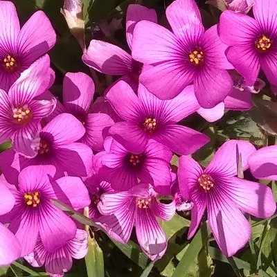 Jordana Greene ๐ธ Writing ๐บ๐พ๐ฟ๏ธ๐ป๐ฆ