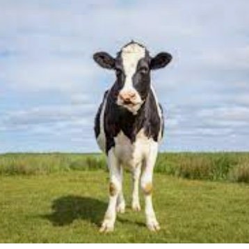 Brinkerink: oplichter des vaderlands