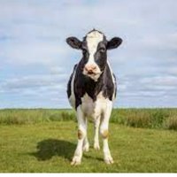 Brinkerink: oplichter des vaderlands