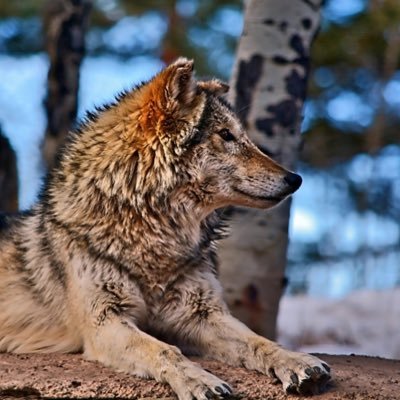 Johannes Waldratte (geschwärzt)🇩🇪