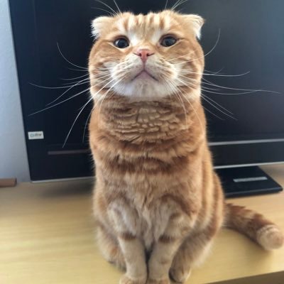 赤ちゃんฅ•ω•ฅﾆｬﾆｬｰﾝ✧