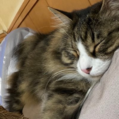 るり♡予約開始♡ツアー発表