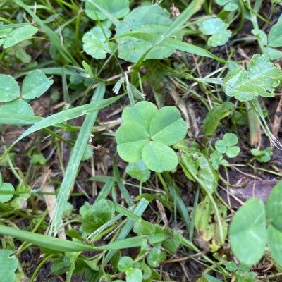 ゆっくり (Leisurely)