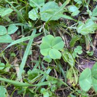 ゆっくり (Leisurely)