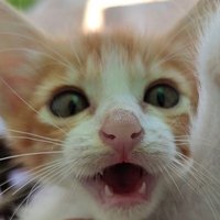 😻Kezar🕯️✨🪔