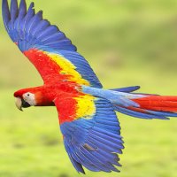 AquaticFlapper🍉🐟🦖🦜🧜🏼‍♀️🧜🏾‍♂️(Mermaid Arc)