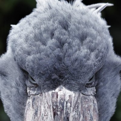 ぱめ🍠(bameじゃないよpameだよ)