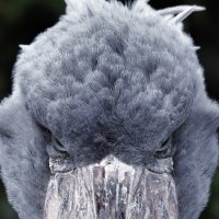 ぱめ🍠(bameじゃないよpameだよ)