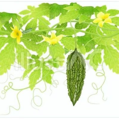 ゴーヤ@セール大好き