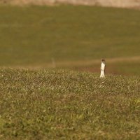 hr_wildlife_influencer