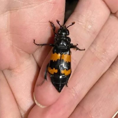 Tenebrionidae 🇵🇸 🇮🇪