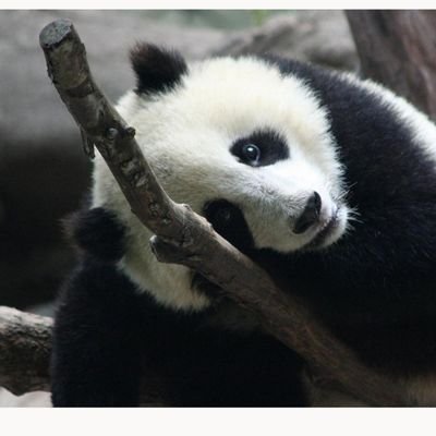 PANDA 🐼