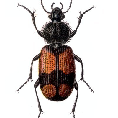 Coleopterists Society of Britain and Ireland