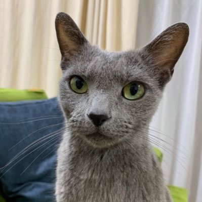 ｼﾙﾀﾝ（╹◡╹）