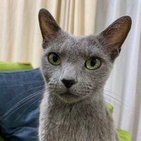 ｼﾙﾀﾝ（╹◡╹）