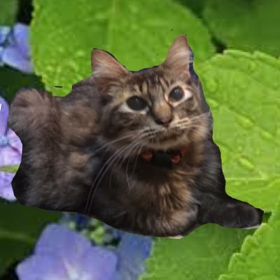 🐈猫屋敷肉球🐈‍⬛(多言語翻訳者:渡辺乃莉子)