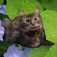 🐈猫屋敷肉球🐈‍⬛(多言語翻訳者:渡辺乃莉子)