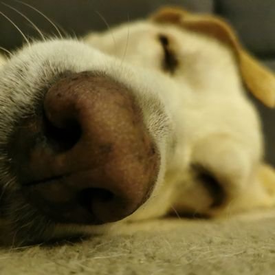 Le Jaum 💛🖤⭐️⭐