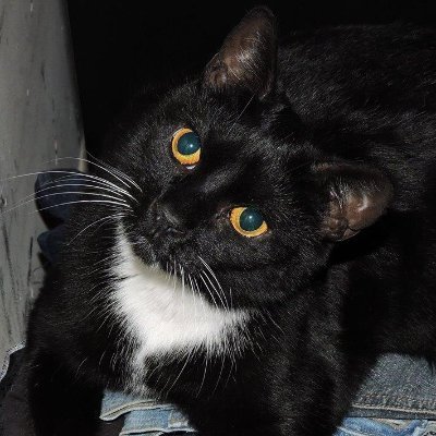 🌈Cheezeburger🌈Mr. Jingles🌈TonyCat🌈Cheeseburger